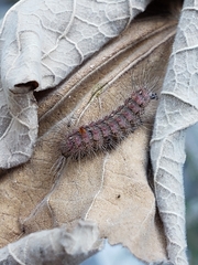 Paracles fusca