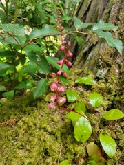 Pyrola asarifolia incarnata