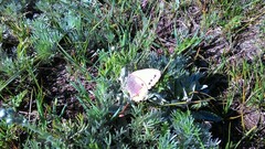 Coenonympha amaryllis