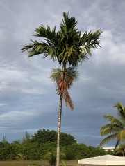 Areca