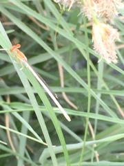 Platycnemis dealbata