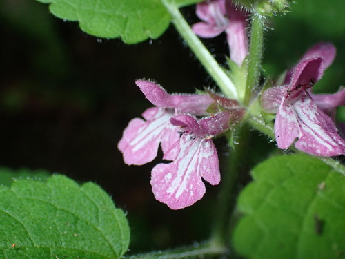 Image of Stachys mexicana by (c) Lee Cain, some rights reserved (CC BY)