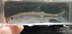 Notropis volucellus