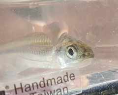 Notropis volucellus