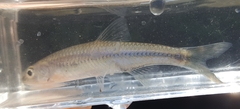 Notropis volucellus