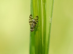 Otites