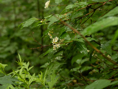 Deutzia parviflora