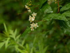Deutzia parviflora