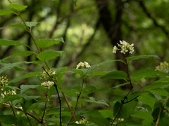 Deutzia parviflora