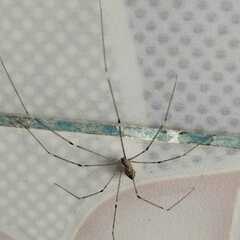 Smeringopus pallidus