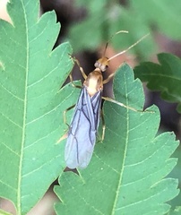 Anoplolepis gracilipes