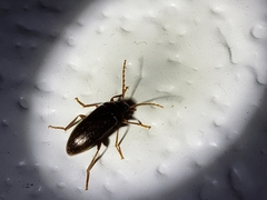 Hymenorus