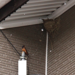 Hirundo rustica tytleri