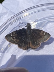 Erynnis lucilius