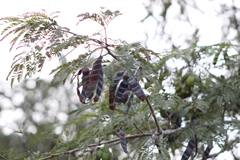 Parapiptadenia rigida