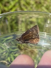 Erynnis lucilius