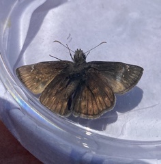Erynnis lucilius