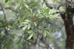 Matayba elaeagnoides