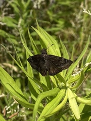Erynnis lucilius