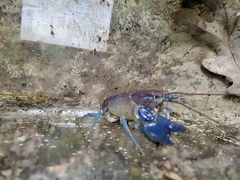 Cambarus monongalensis