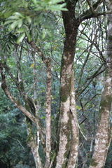 Matayba elaeagnoides