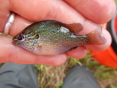 Lepomis marginatus