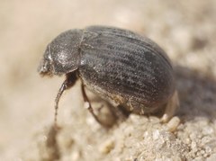 Maladera holosericea