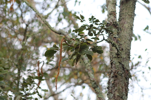 Handroanthus pulcherrimus (Sandwith) S.O.Grose
