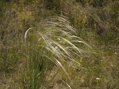 Stipa pennata