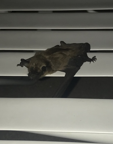 Big Brown Bat photographed in Kansas
