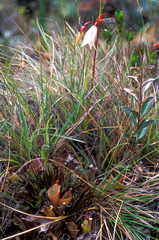 Heliamphora nutans