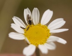Metopoplax origani