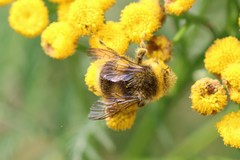 Bombus lucorum