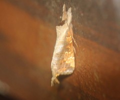 Clostera bramah