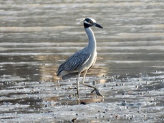 Nyctanassa violacea