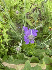 Scabiosa comosa