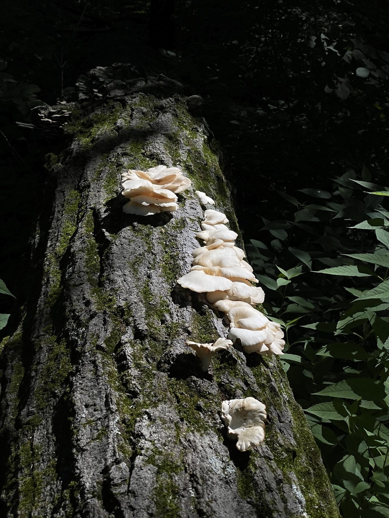 summer oyster mushroom from Sunnywood Dr, Ann Arbor, MI, US on July 14