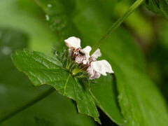 Phlomoides umbrosa