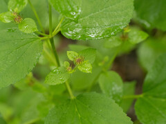 Phlomoides umbrosa