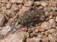 Proctacanthus duryi