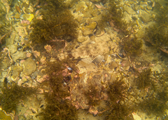 Platycephalus laevigatus