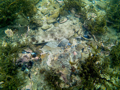 Platycephalus laevigatus