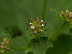 Phlomoides umbrosa