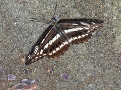 Limenitis sulpitia