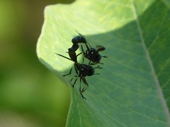 Physocephala furcillata