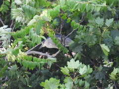 Nycticorax nycticorax