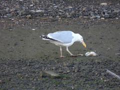 Larus argentatus