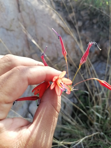 Image of Bessera elegans by (c) Ulises Pinedo, some rights reserved (CC BY)