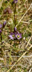 Gentianella magellanica
