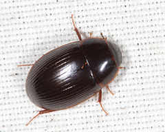 Cymbiodyta bifidus